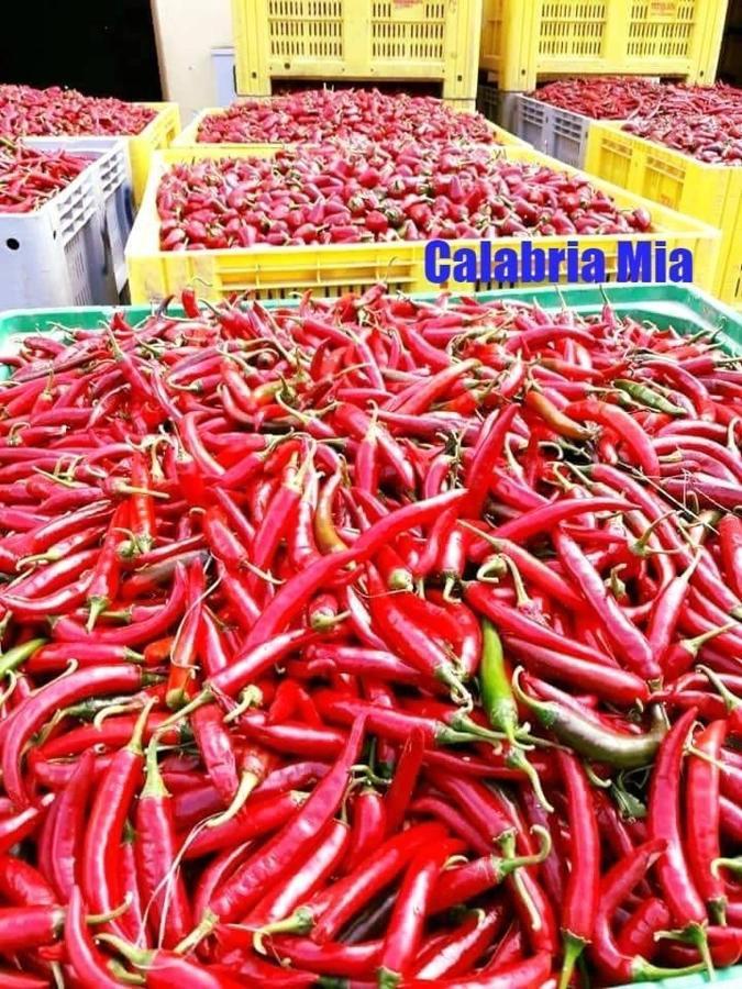 B&B Calabria Mare Falerna Ngoại thất bức ảnh